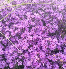 Aster Prairie Purple