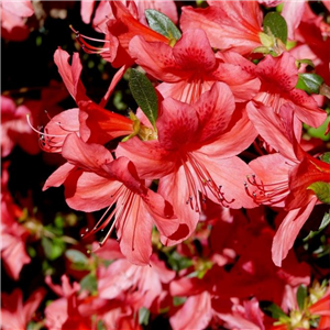 Azalea japonica Ardeur Red