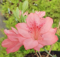 Azalea japonica Blaauws Pink