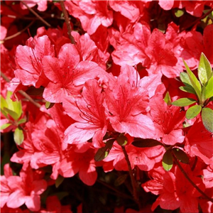 Azalea japonica Geisha Red