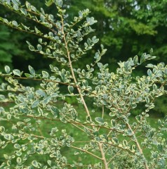 Azara microphylla Variegata