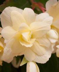 Begonia Super Cascade Vanilla Cream