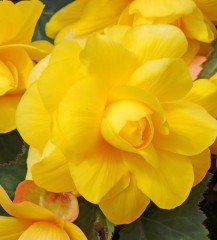 Begonia Super Cascade Yellow