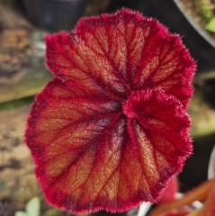 Begonia Curly Fire Flush