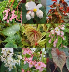Begonia grandis collection