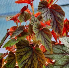 Begonia grandis ssp sinensis BWJ8011A Red Undies
