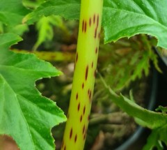 Begonia Begonia koelzii NJM