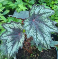 Begonia Little Brother Montgomery