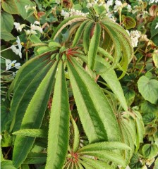Begonia luxurians