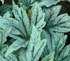 Begonia Silver Splendour