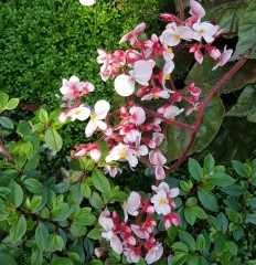 Begonia Thurstonii