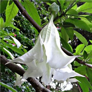 Brugmansia arborea (White)