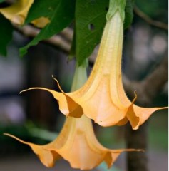 Brugmansia versicolor (Yellow)