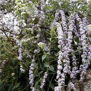 Buddleia alternifolia