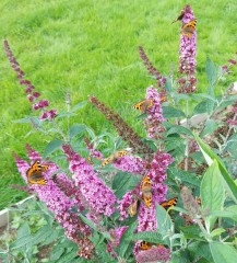 Buddleia Butterfly Candy Little Ruby