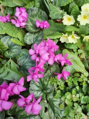 Cyclamen coum AGM from RHS.
