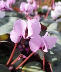 Cyclamen coum AGM from RHS.
