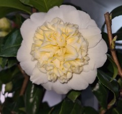 Camellia japonica Brushfields Yellow