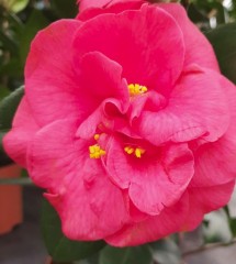 Camellia japonica Charles Cobb