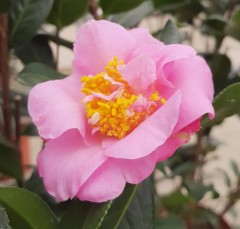 Camellia japonica Gay Time