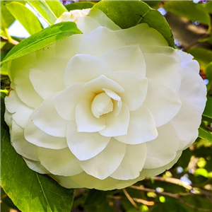 Camellia japonica Golden Anniversary