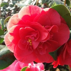 Camellia japonica Lady Campbell