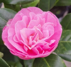 Camellia japonica Rosa