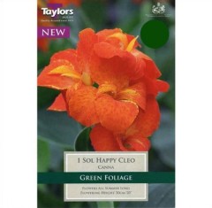 Canna tuber Sol Happy Cleo Pre-pack