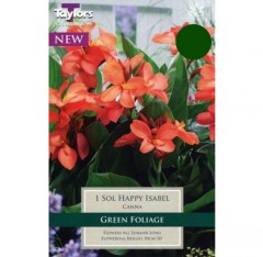 Canna tuber Sol Happy Isabel Pre-pack