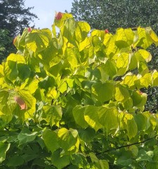 Cercis canadensis The Rising Sun