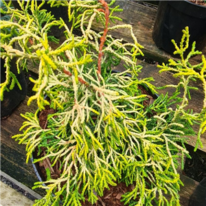 Chamaecyparis obtusa Tsatsumi Gold