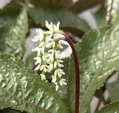 Chloranthus fortunei Domino