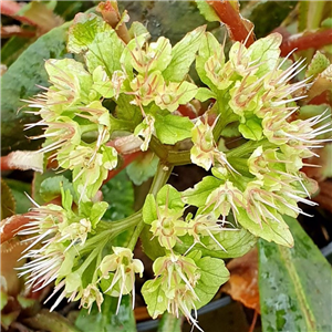 Chrysosplenum macrophyllum green flowered form