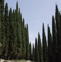 Cupressus sempervirens (Italian Cypress)