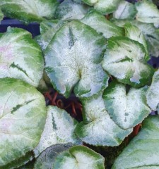Cyclamen hederifolium silver leaf - mixed colours