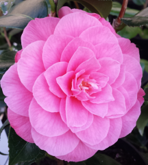 Camellia japonica April Rose