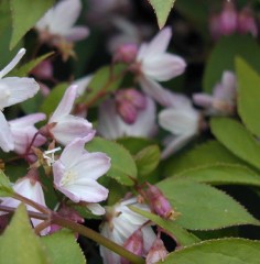 Deutzia purpurea Kalmiiflora