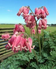 Dicentra formosa King of Hearts