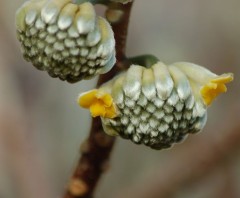 Edgeworthia chrysantha Grandiflora