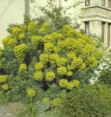 Euphorbia Wulfenii