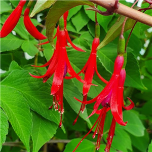 Fuchsia regia ssp reitzii (Hardy)