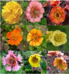 Geum collection