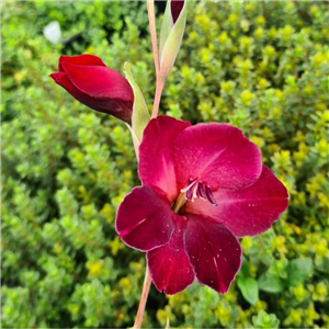Gladiolus papilio Ruby