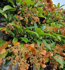 Hydrangea seemanii