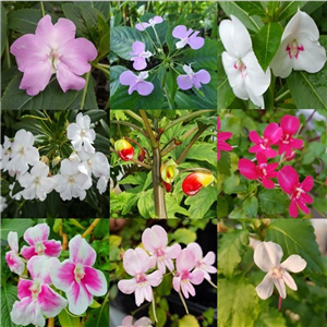 Hardy Impatiens (tender selection) collection 6x9cm