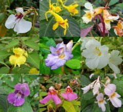 Hardy Impatiens collection