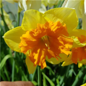 Narcissus (Daffodil) Mondragon Pot Full