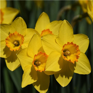 Narcissus (Daffodil) Sacajawea pot full