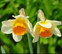 Narcissus (Daffodil) Sempre Avanti Pot Full
