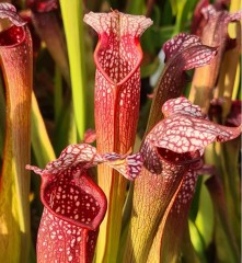 Sarracenia x H 98 formosa (excellens x minor) Margetts
